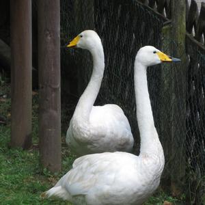 Whooper Swan