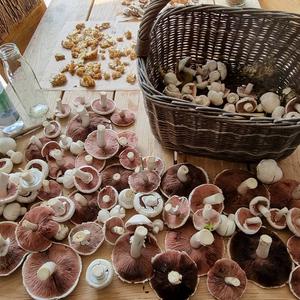 Meadow Agaric