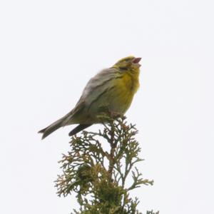 European Serin