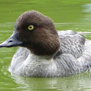 Tufted Duck