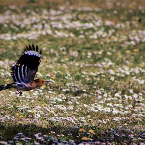 Eurasian Hoopoe