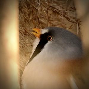 Bearded Parrotbill