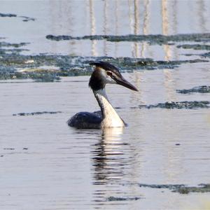 Great Crested Grebe