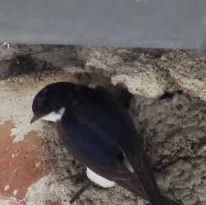 Northern House-martin