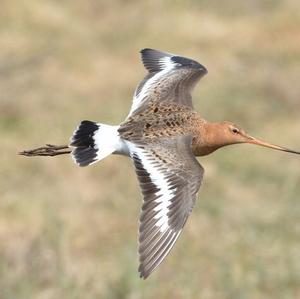 Black-tailed Godwit