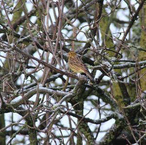 Yellowhammer