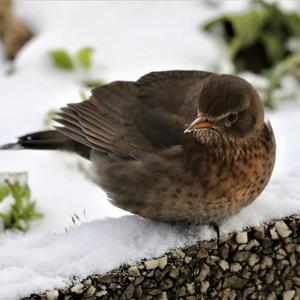 Eurasian Blackbird