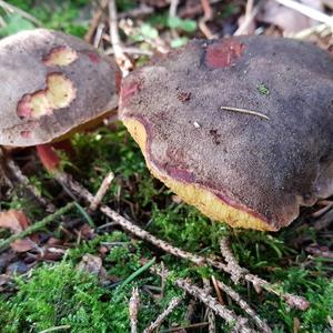 Red-cracked Bolete