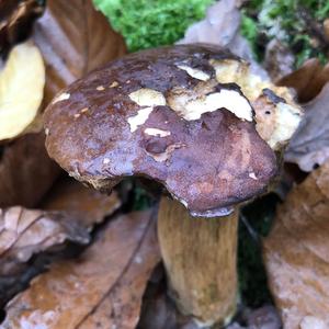 Bay Bolete