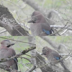 Eurasian Jay