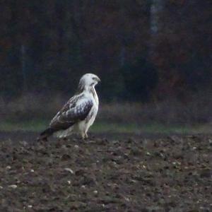 Mäusebussard