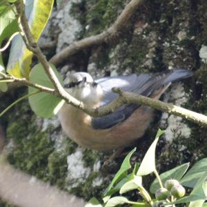 Wood Nuthatch