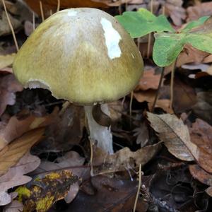 Death Cap