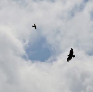 European Honey-buzzard