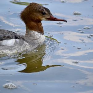 Common Merganser