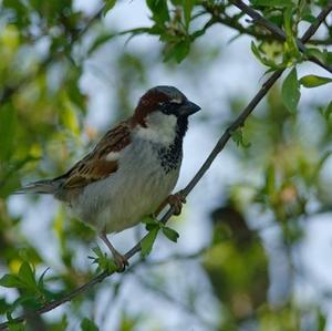 House Sparrow