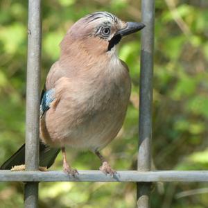 Eurasian Jay