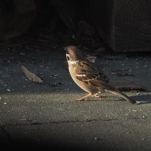 Eurasian Tree Sparrow