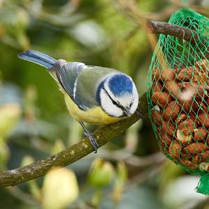 Blue Tit