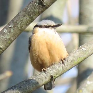 Wood Nuthatch