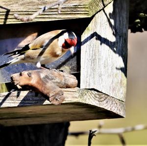 European Goldfinch