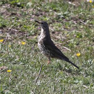 Mistle Thrush