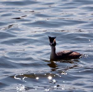 Great Crested Grebe