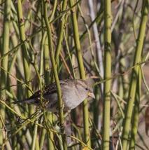 House Sparrow