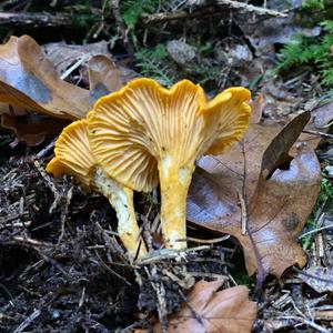 Chanterelle, Common