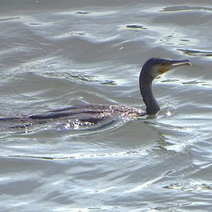 Great Cormorant