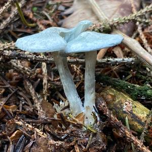 Anise-scented Clitocybe