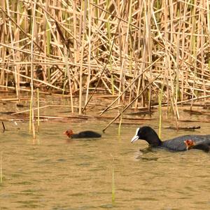 Common Coot