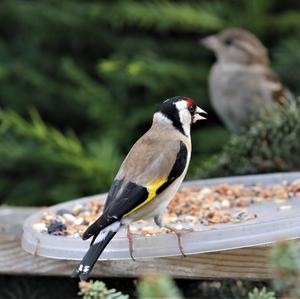 European Goldfinch