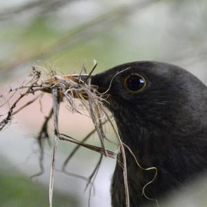 Eurasian Blackbird