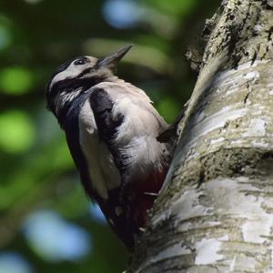 Great Spotted Woodpecker