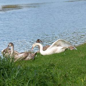 Mute Swan