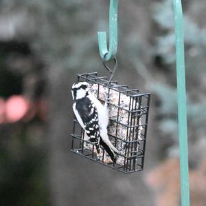 Downy Woodpecker