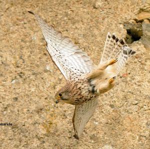 Common Kestrel