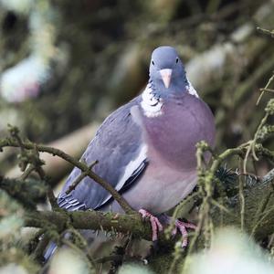 Common Wood-pigeon