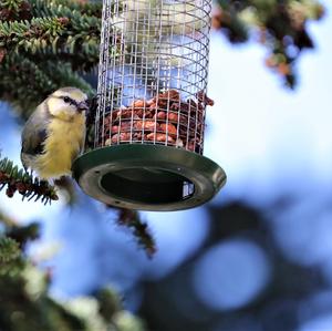 Blue Tit