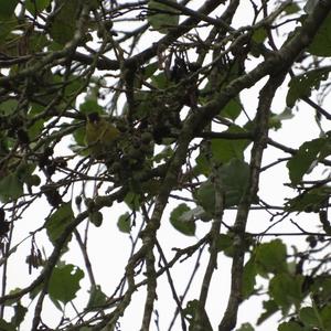 Eurasian Siskin