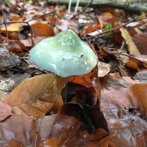 Blue-green Stropharia