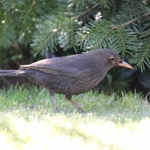 Eurasian Blackbird