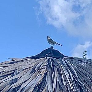 Grey Catbird