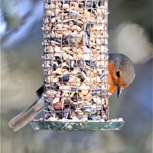 European Robin