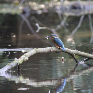 Eisvogel