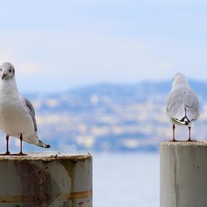 Black-headed Gull