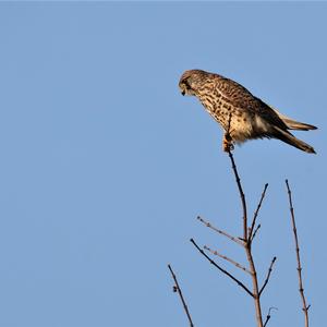 Common Kestrel