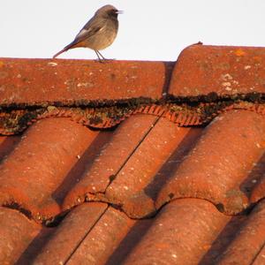 Black Redstart