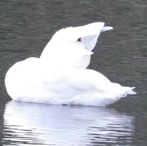 Mute Swan